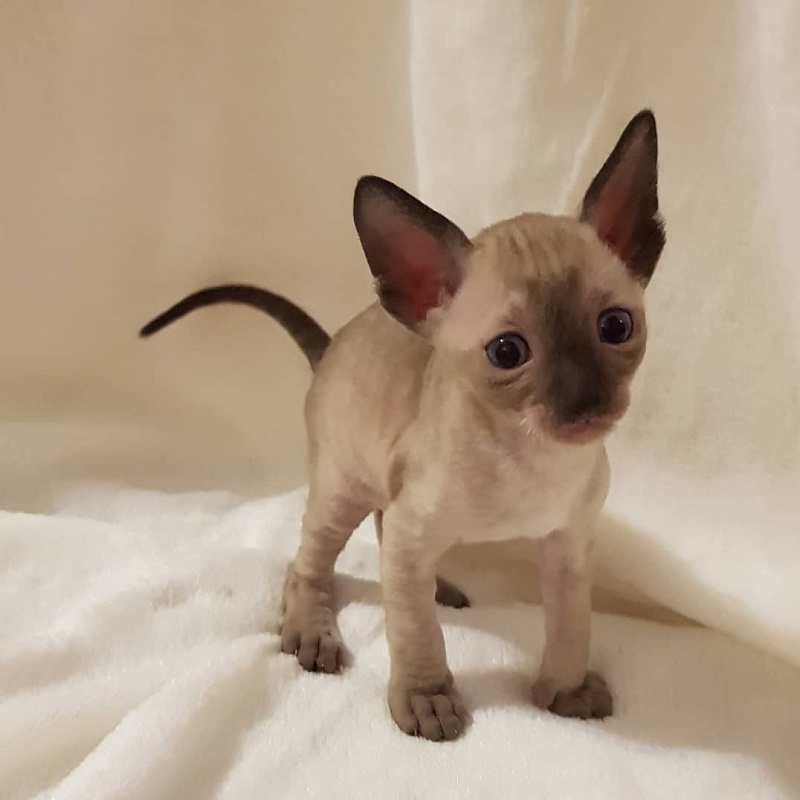 Quentin F Sharp Elemani Dream - Kitten cornish rex 4 weeks