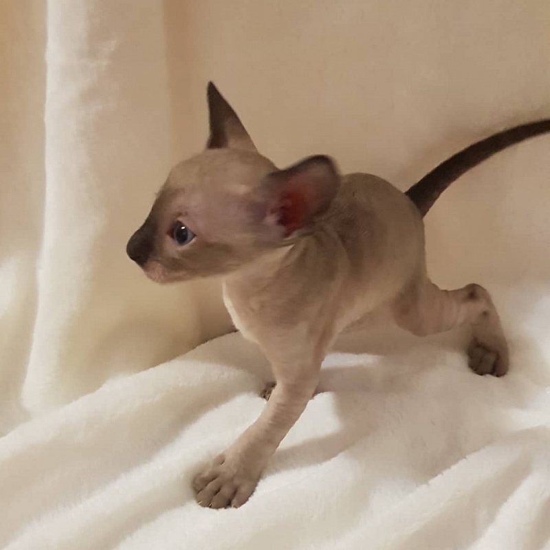 Quentin F Sharp Elemani Dream - Kitten cornish rex 4 weeks
