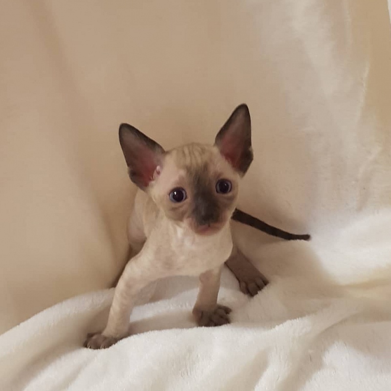 Quentin F Sharp Elemani Dream - Kitten cornish rex 4 weeks