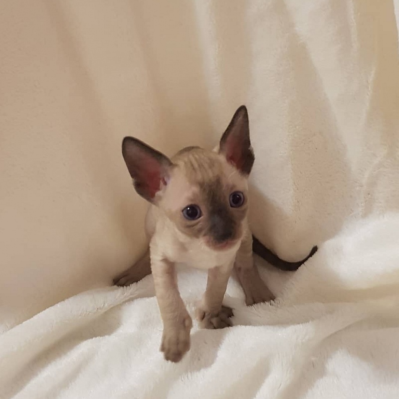 Quentin F Sharp Elemani Dream - Kitten cornish rex 4 weeks