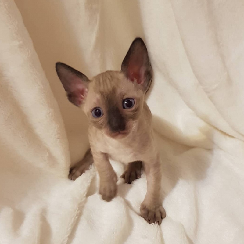 Quentin F Sharp Elemani Dream - Kitten cornish rex 4 weeks