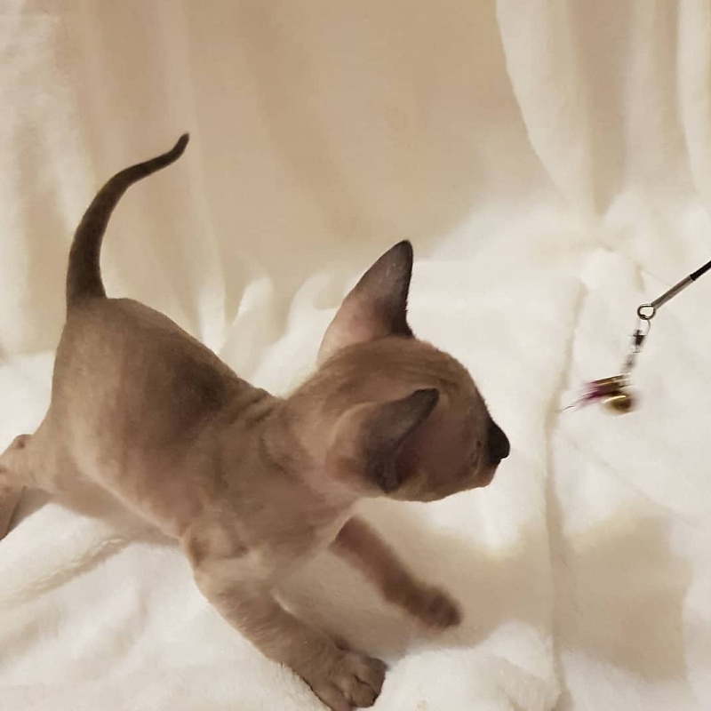 Quentin F Sharp Elemani Dream - Kitten cornish rex 4 weeks