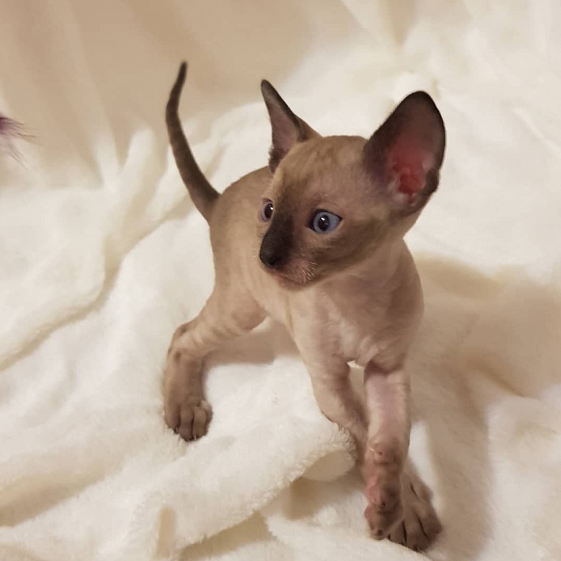 Quentin F Sharp Elemani Dream - Kitten cornish rex 4 weeks