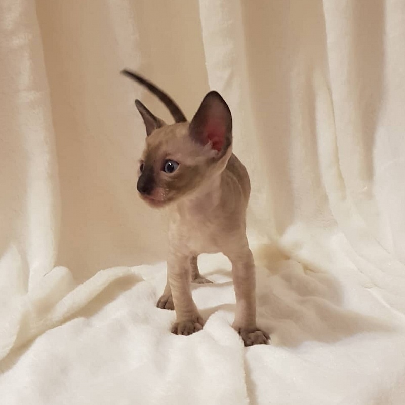 Quentin F Sharp Elemani Dream - Kitten cornish rex 4 weeks