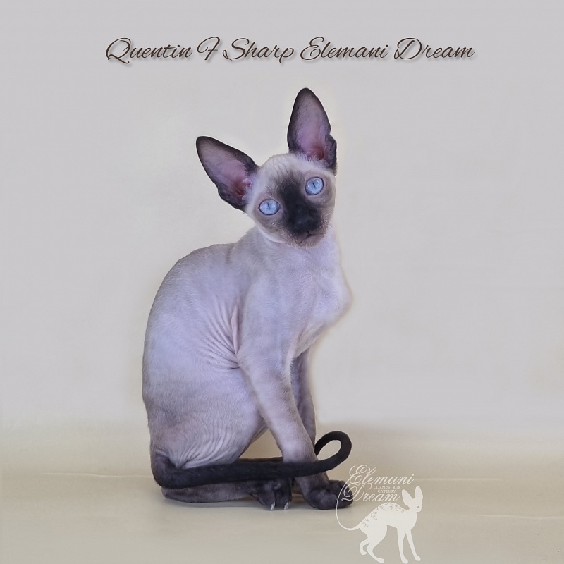Quentin F Sharp Elemani Dream - Kitten cornish rex 3 months 1 week