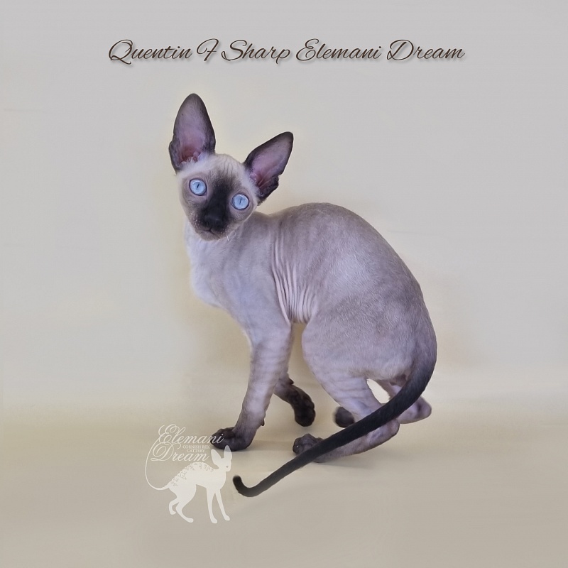 Quentin F Sharp Elemani Dream - Kitten cornish rex 3 months 1 week