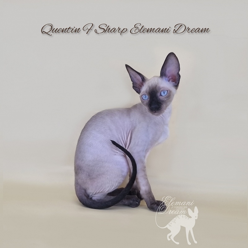 Quentin F Sharp Elemani Dream - Kitten cornish rex 3 months 1 week