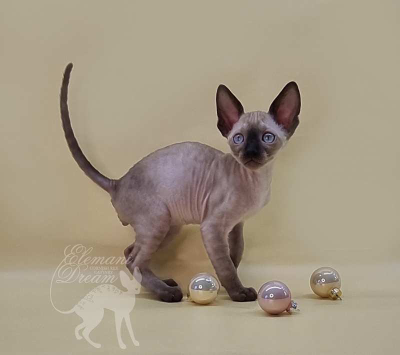 Quentin F Sharp Elemani Dream - Kitten cornish rex 1 month 4 weeks
