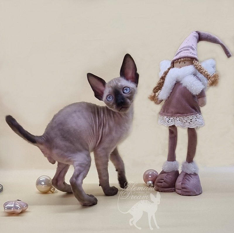 Quentin F Sharp Elemani Dream - Kitten cornish rex 1 month 4 weeks
