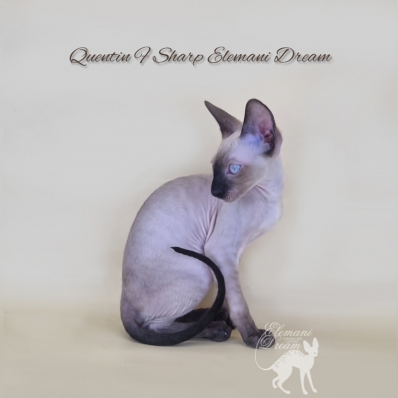 Quentin F Sharp Elemani Dream - Kitten cornish rex 3 months 1 week