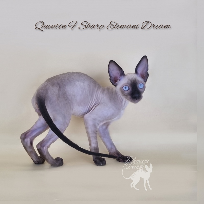 Quentin F Sharp Elemani Dream - Kitten cornish rex 3 months 1 week
