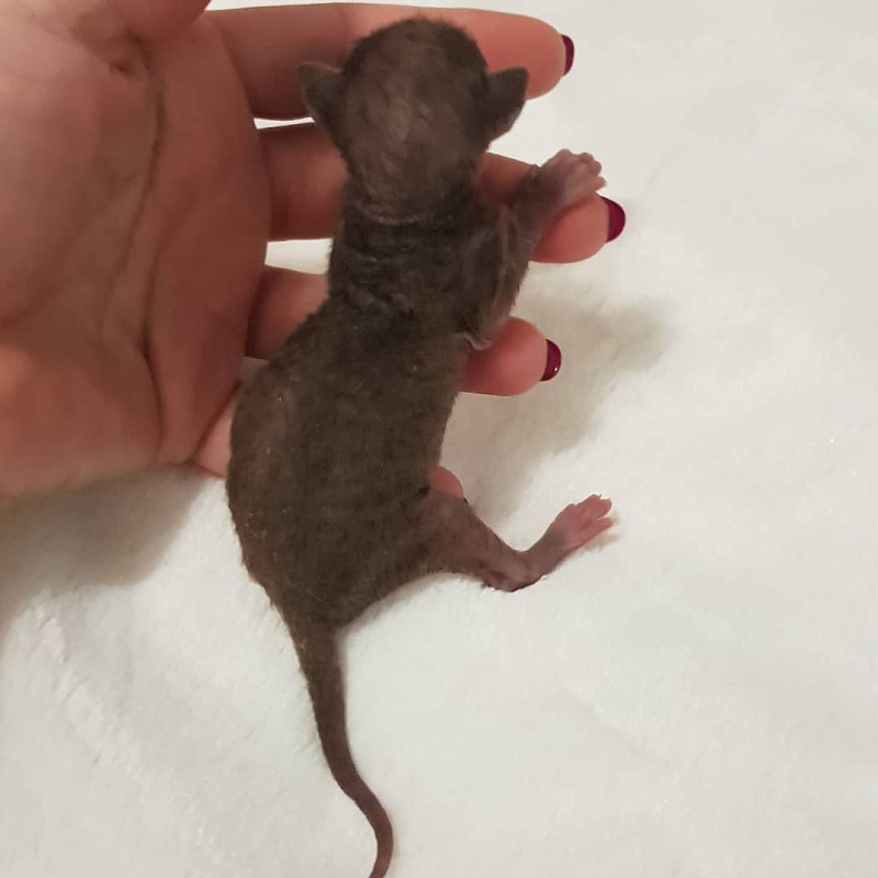 Rosamunde Elemani Dream - Kitten cornish rex