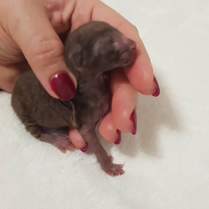 Rosamunde Elemani Dream - Kitten cornish rex