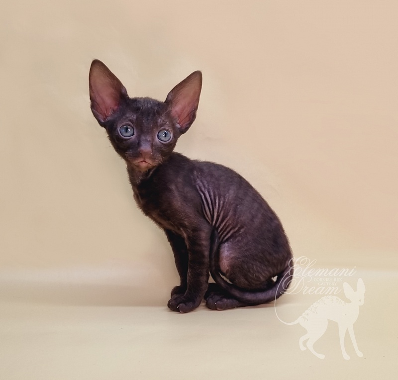 Rosamunde Elemani Dream - Kitten cornish rex 1 month 1.5 week