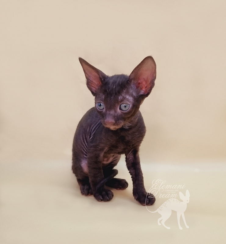 Rosamunde Elemani Dream - Kitten cornish rex 1 month 1.5 week
