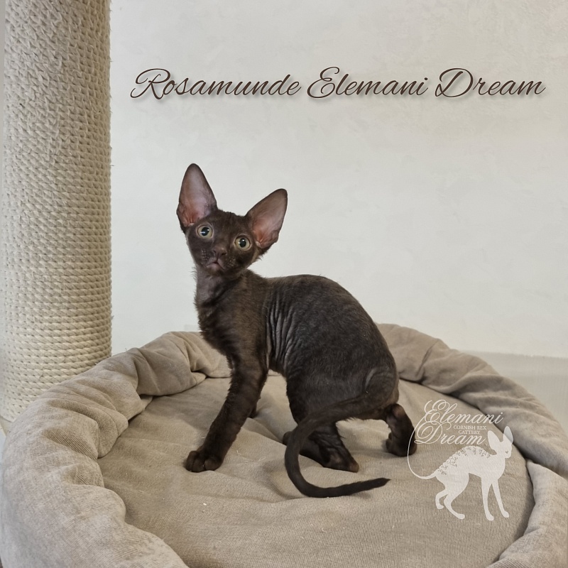Rosamunde Elemani Dream - Kitten cornish rex 2.5 months
