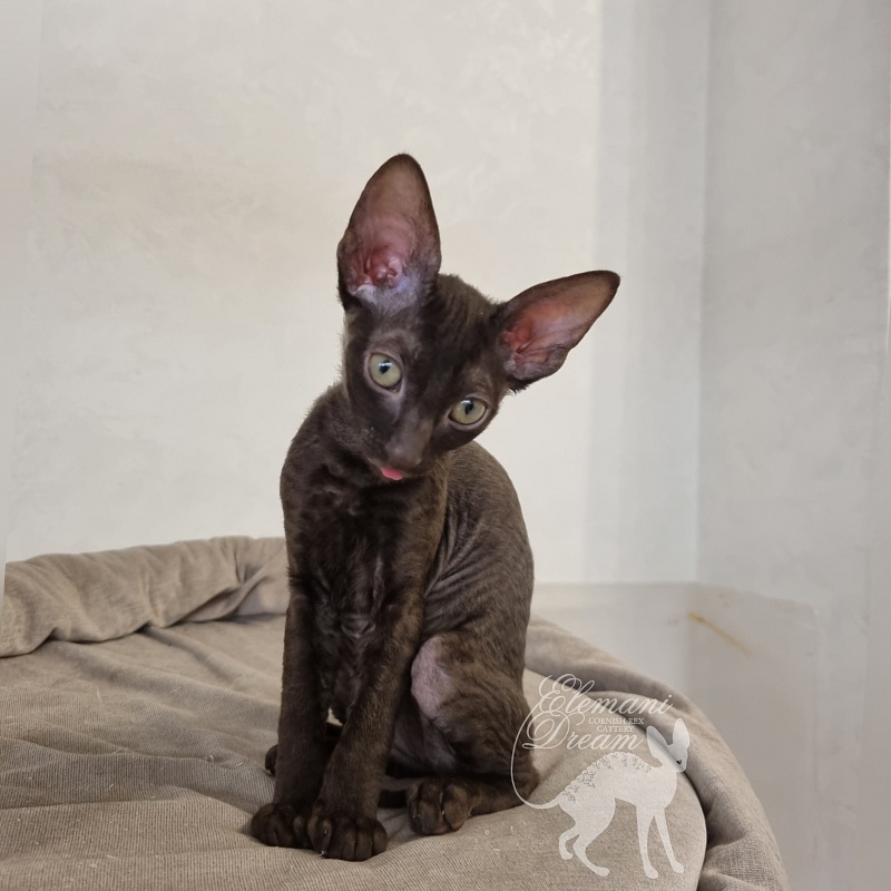 Rosamunde Elemani Dream - Kitten cornish rex 2.5 months