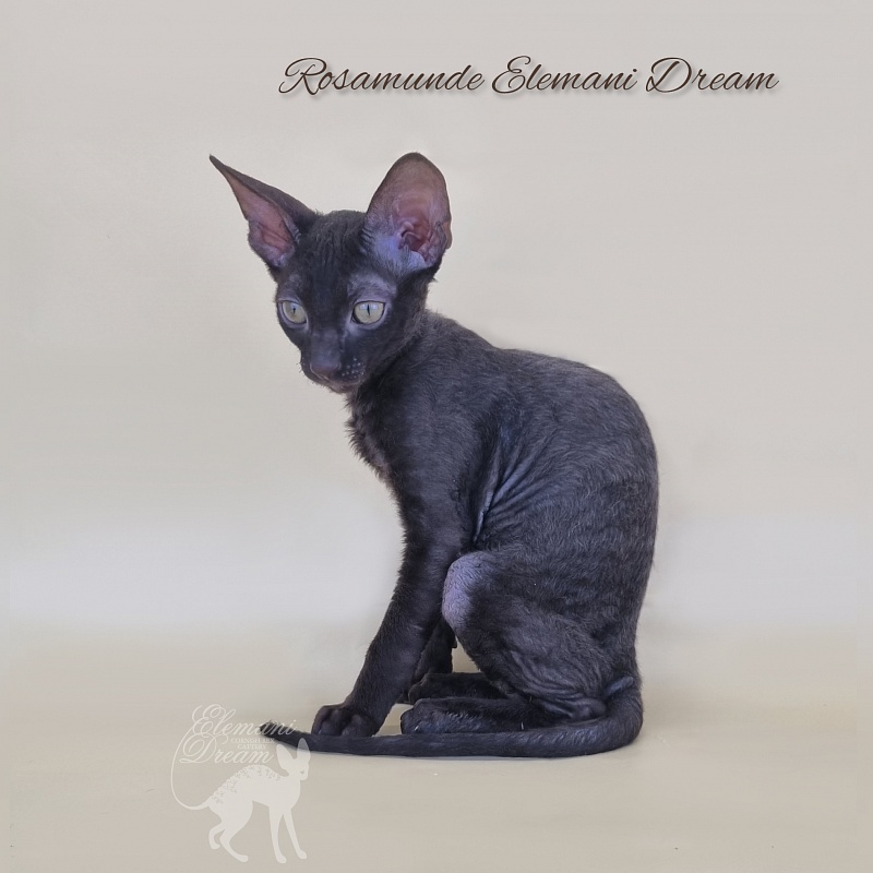 Rosamunde Elemani Dream - Kitten cornish rex 2 months 3 weeks