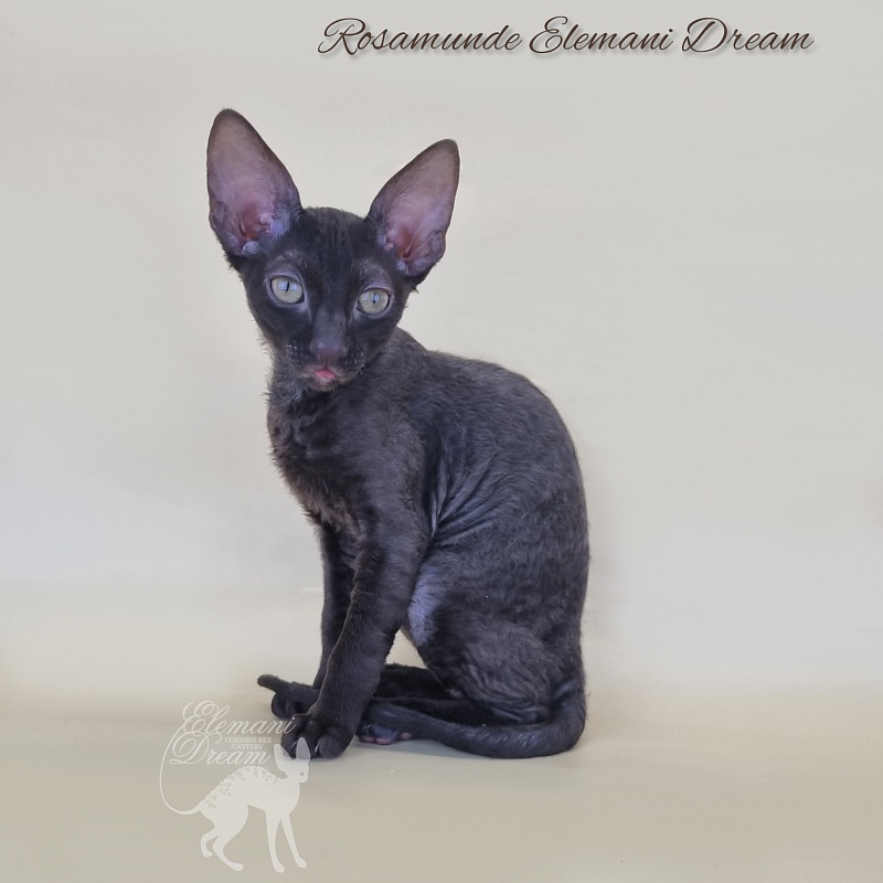 Rosamunde Elemani Dream - Kitten cornish rex 2 months 3 weeks