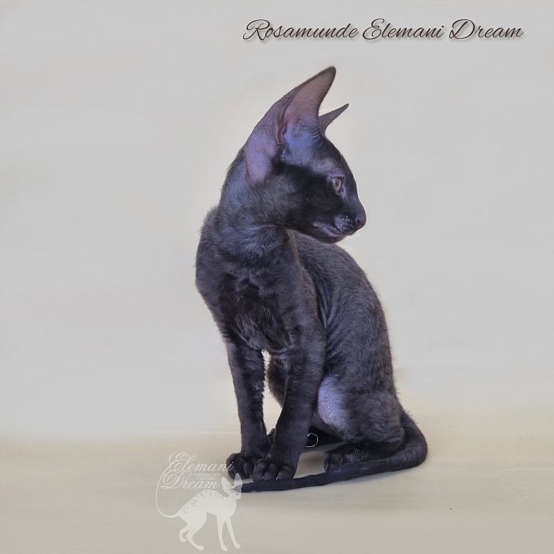 Rosamunde Elemani Dream - Kitten cornish rex 2 months 3 weeks