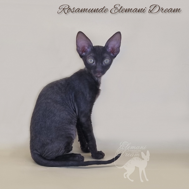 Rosamunde Elemani Dream - Kitten cornish rex 2 months 3 weeks