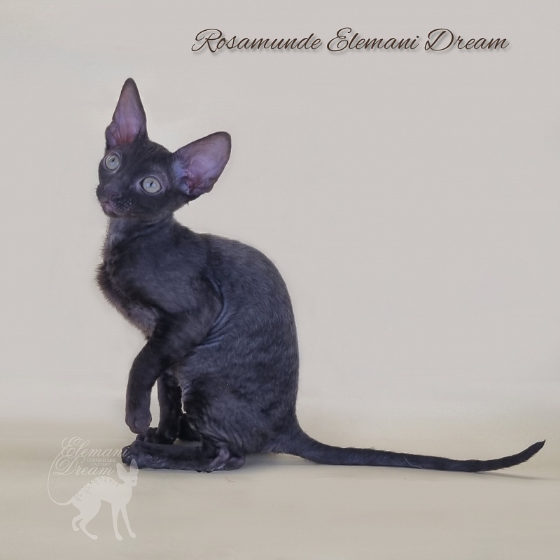 Rosamunde Elemani Dream - Kitten cornish rex 2 months 3 weeks