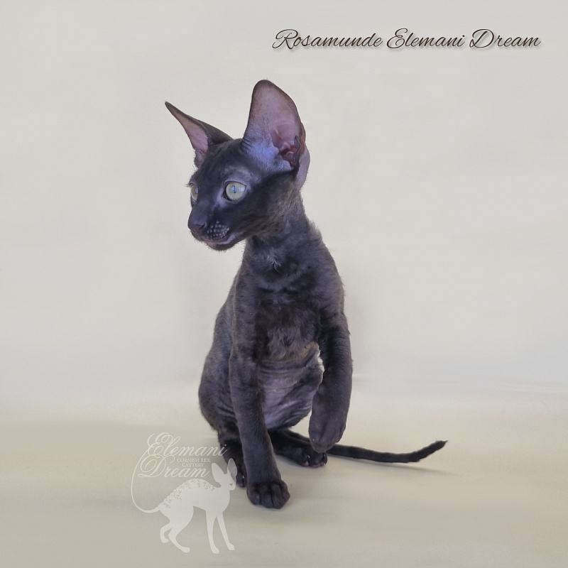 Rosamunde Elemani Dream - Kitten cornish rex 2 months 3 weeks