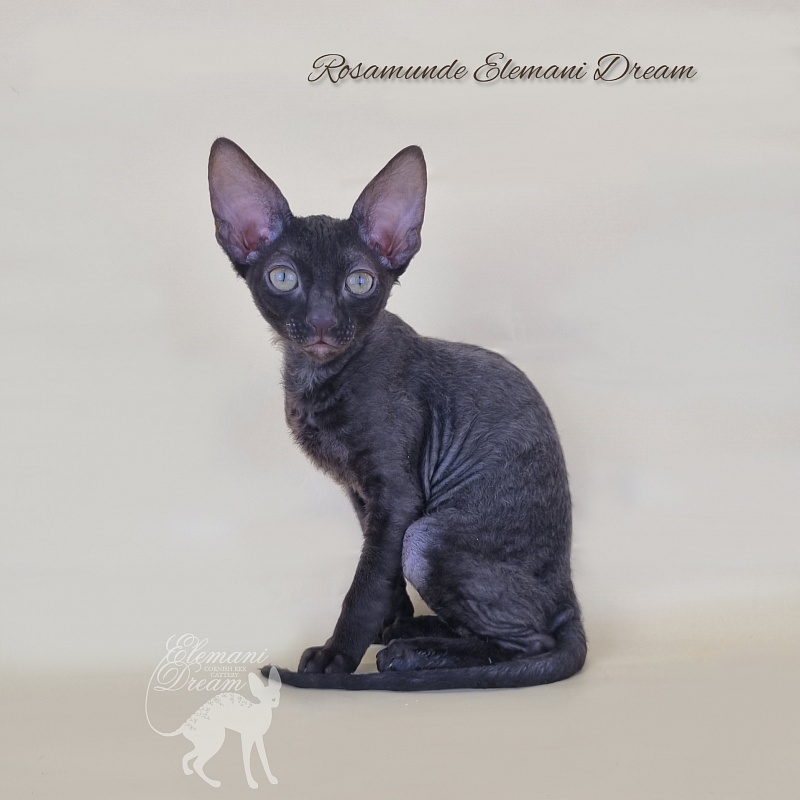 Rosamunde Elemani Dream - Kitten cornish rex 2 months 3 weeks