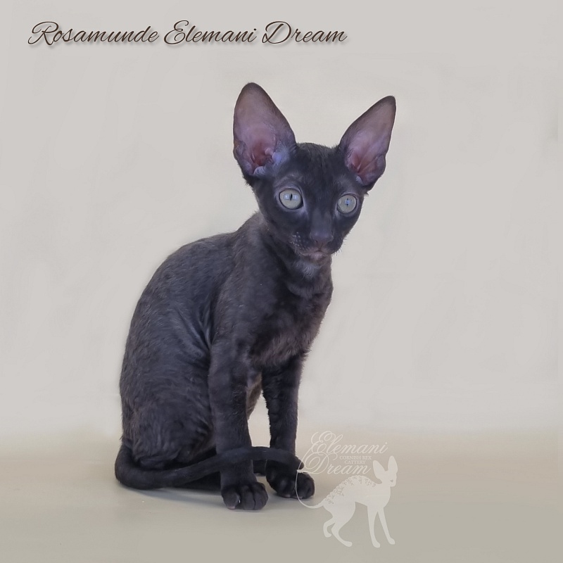 Rosamunde Elemani Dream - Kitten cornish rex 2 months 3 weeks