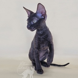 Rosamunde Elemani Dream