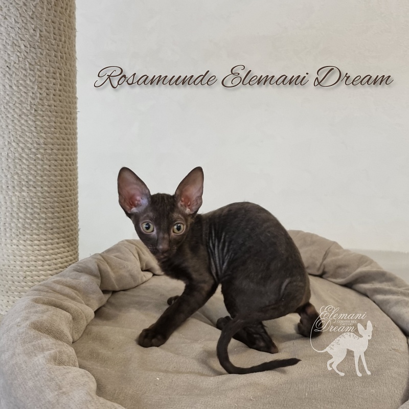 Rosamunde Elemani Dream - Kitten cornish rex 2.5 months