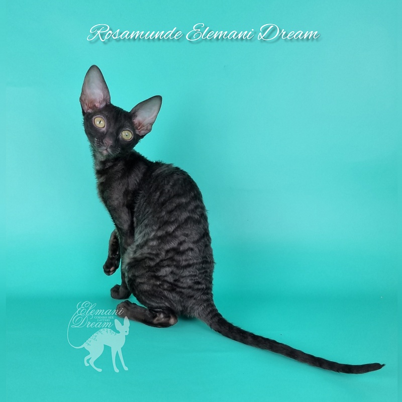 Rosamunde Elemani Dream - Kitten cornish rex 3.5 months
