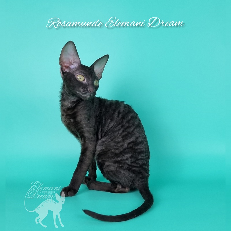 Rosamunde Elemani Dream - Kitten cornish rex 3.5 months
