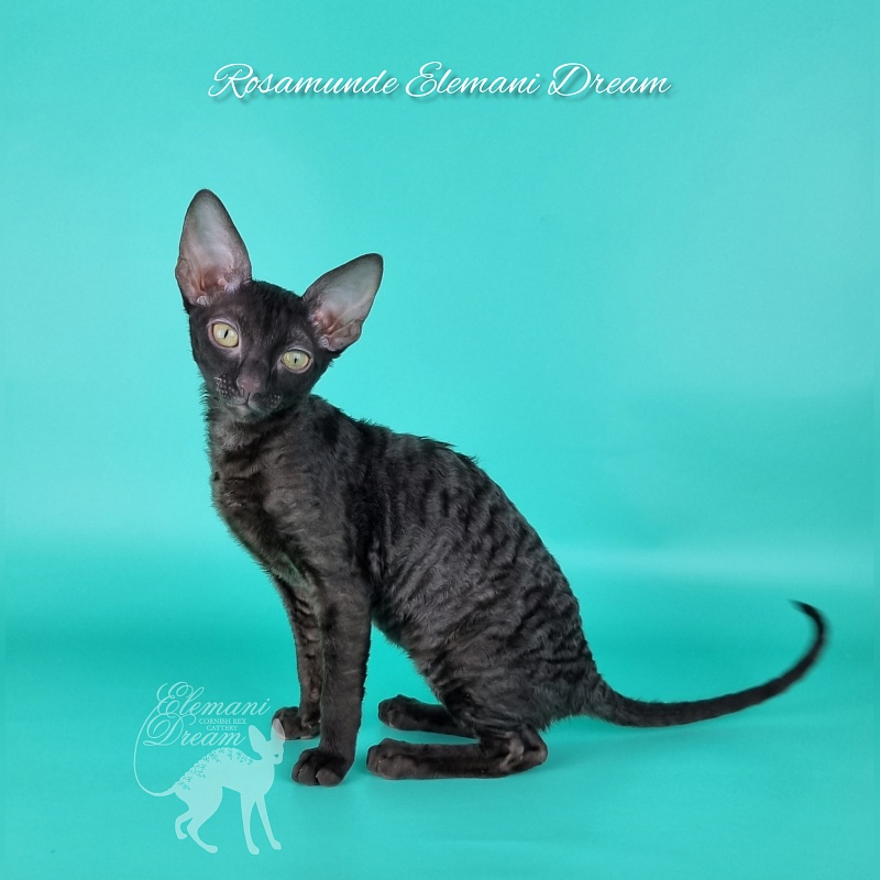 Rosamunde Elemani Dream - Kitten cornish rex 3.5 months