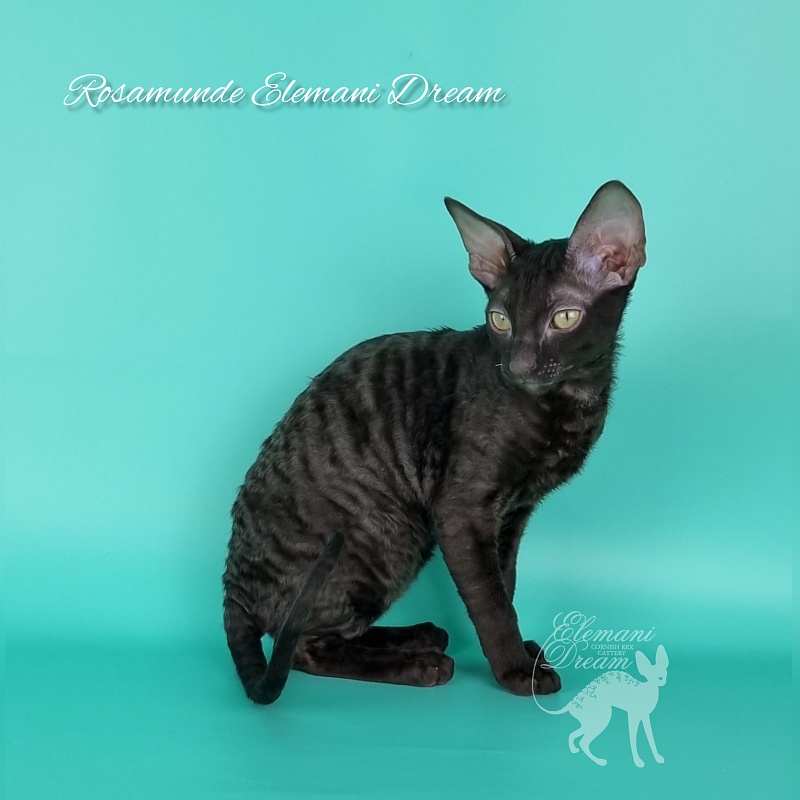 Rosamunde Elemani Dream - Kitten cornish rex 3.5 months