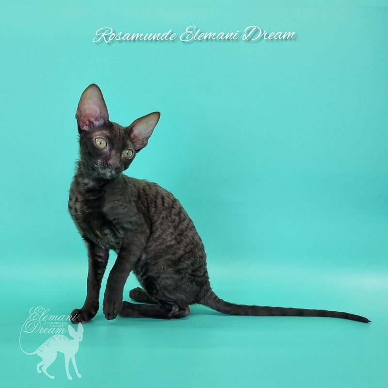 Rosamunde Elemani Dream - Kitten cornish rex 3.5 months