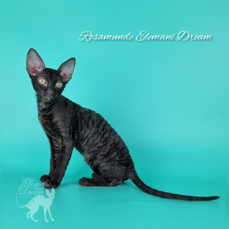 Rosamunde Elemani Dream - Kitten cornish rex 3.5 months
