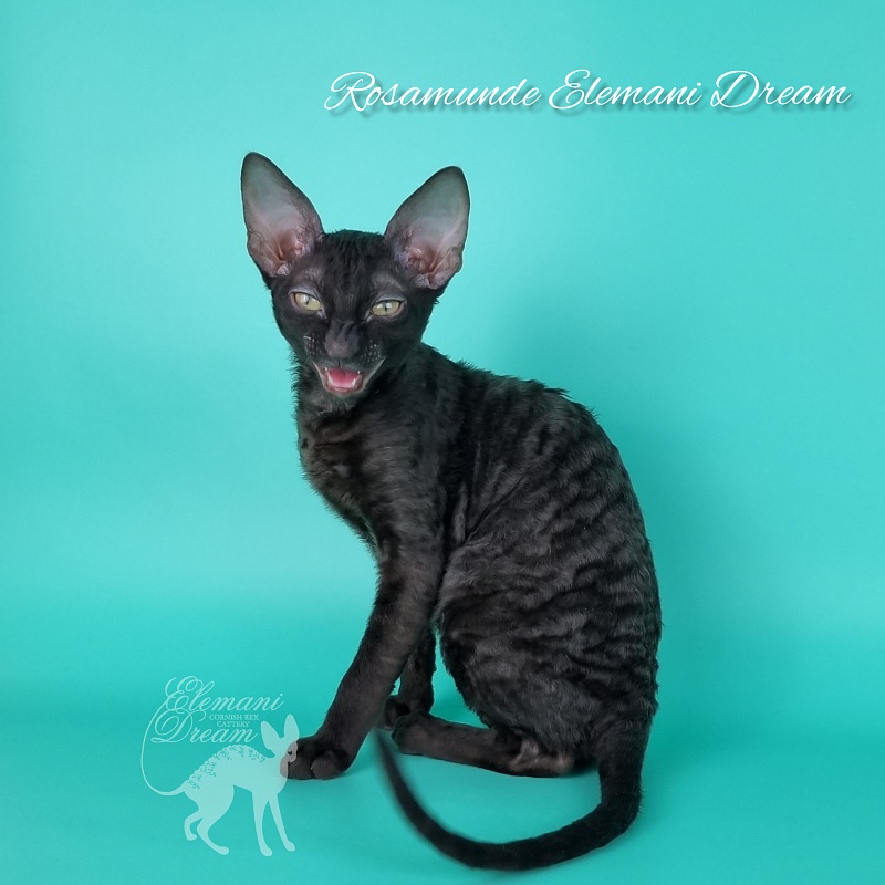 Rosamunde Elemani Dream - Kitten cornish rex 3.5 months