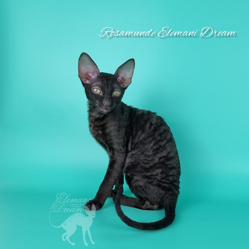 Rosamunde Elemani Dream - Kitten cornish rex 3.5 months