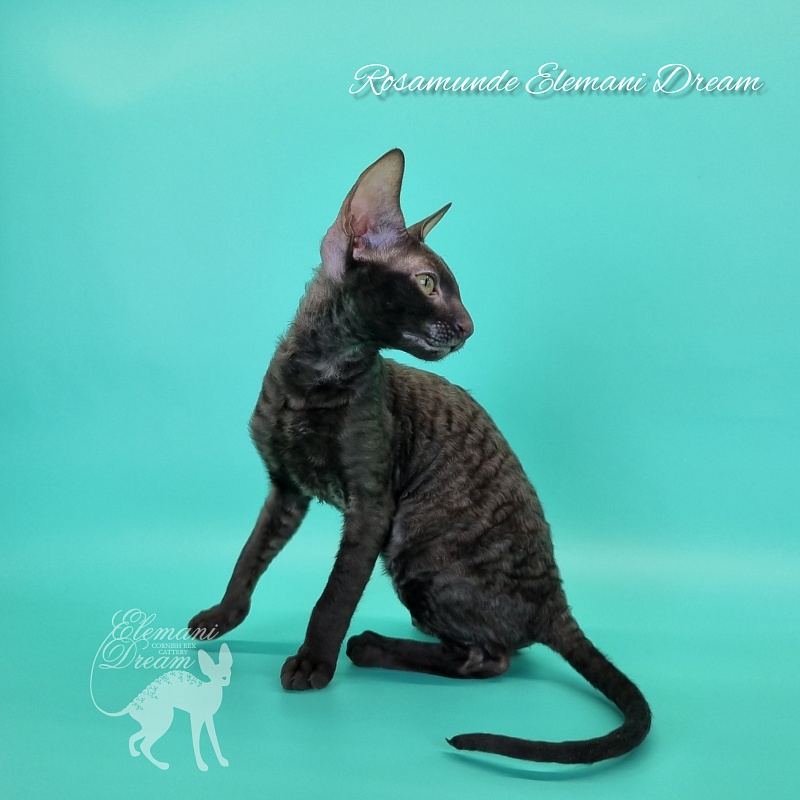 Rosamunde Elemani Dream - Kitten cornish rex 3.5 months