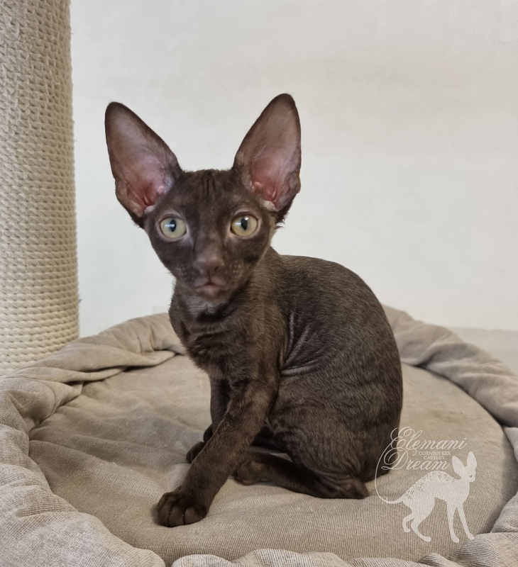 Rosamunde Elemani Dream - Kitten cornish rex 2.5 months