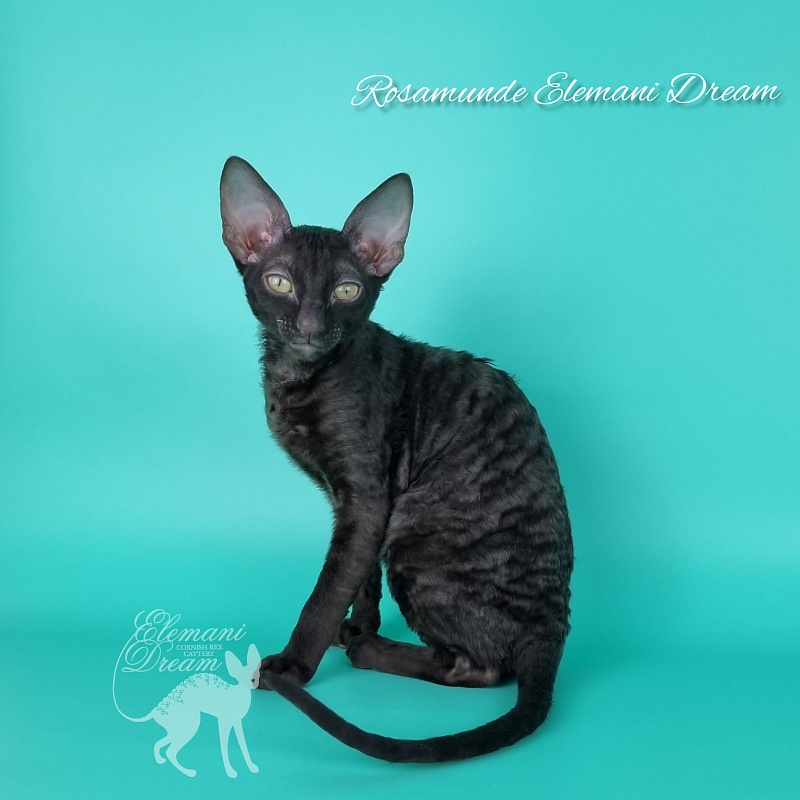 Rosamunde Elemani Dream - Kitten cornish rex 3.5 months