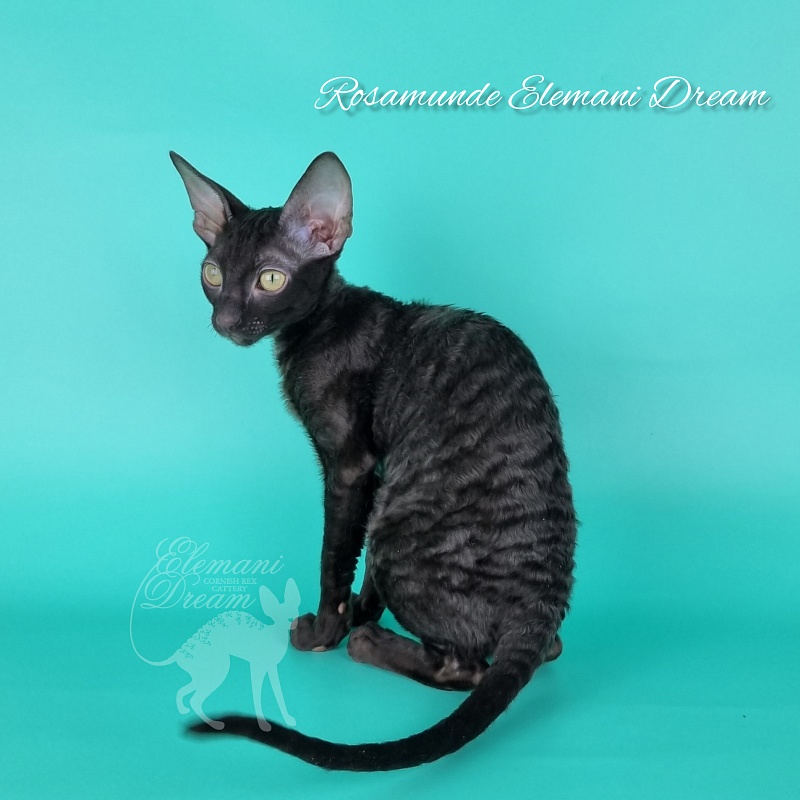 Rosamunde Elemani Dream - Kitten cornish rex 3.5 months