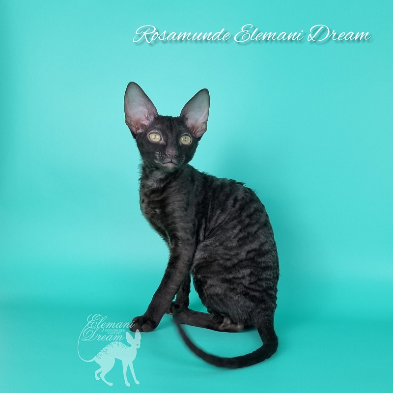 Rosamunde Elemani Dream - Kitten cornish rex 3.5 months