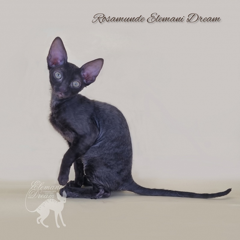 Rosamunde Elemani Dream - Kitten cornish rex 2 months 3 weeks