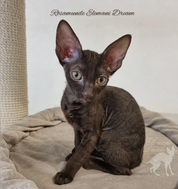 Rosamunde Elemani Dream - Kitten cornish rex 2.5 months