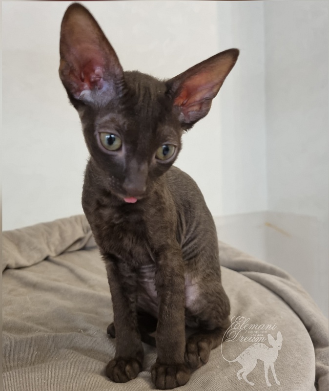 Rosamunde Elemani Dream - Kitten cornish rex 2.5 months