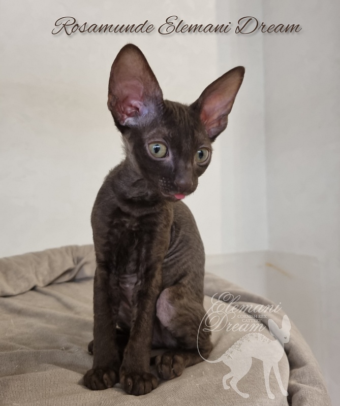 Rosamunde Elemani Dream - Kitten cornish rex 2.5 months