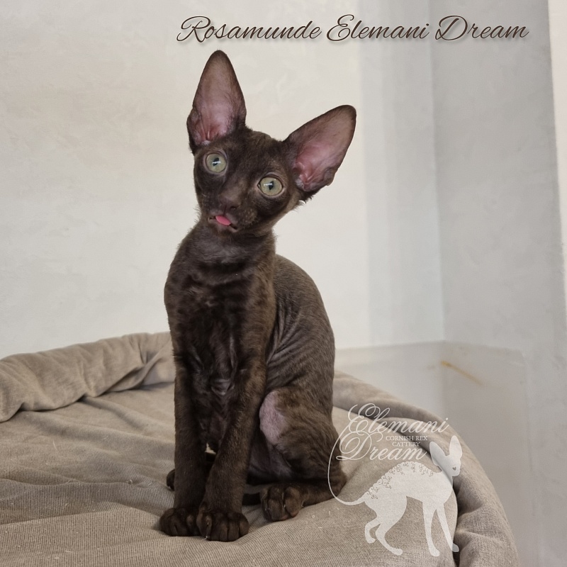 Rosamunde Elemani Dream - Kitten cornish rex 2.5 months