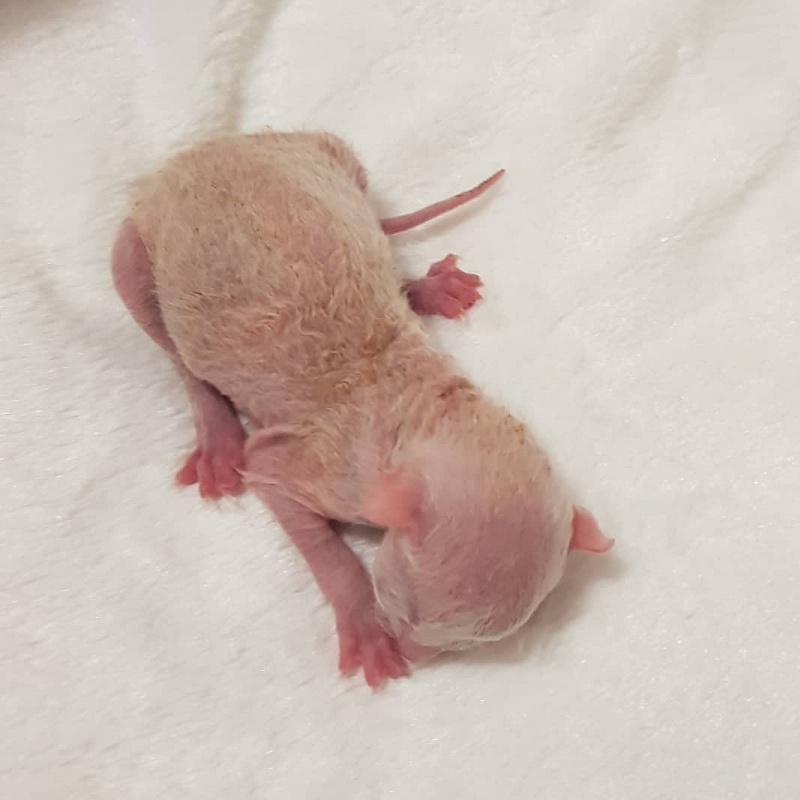 Roquefort Elemani Dream - Kitten cornish rex